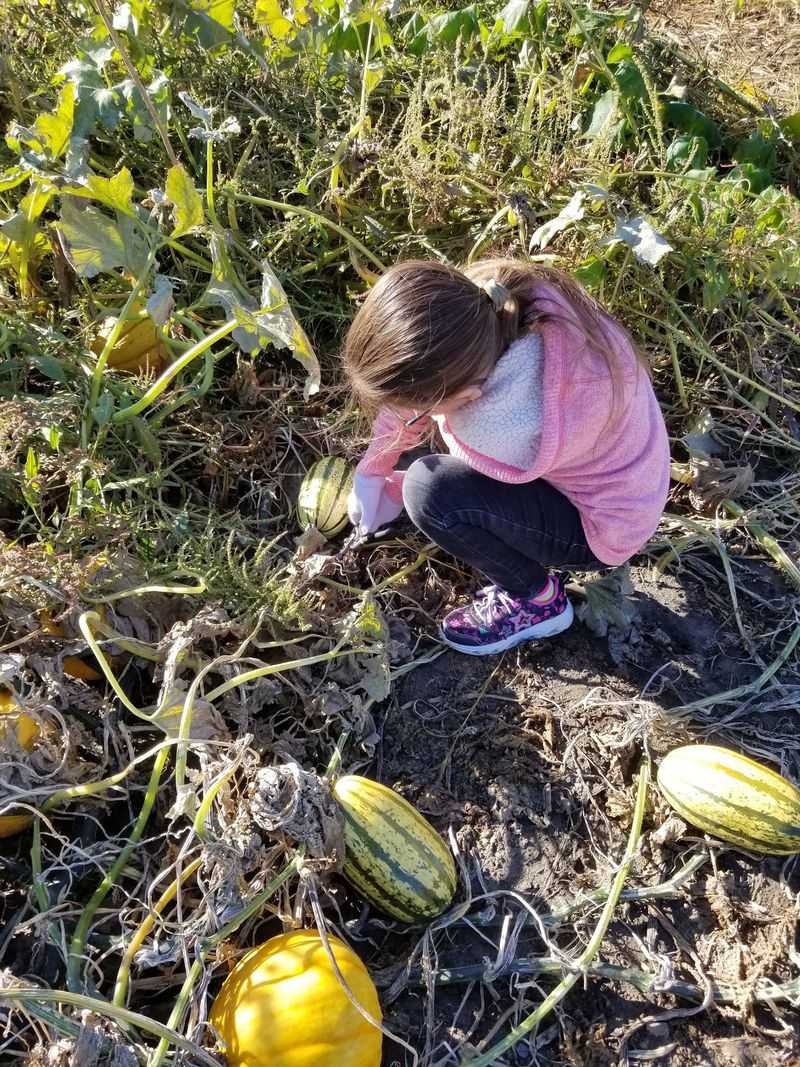 Pumpkin Hollow