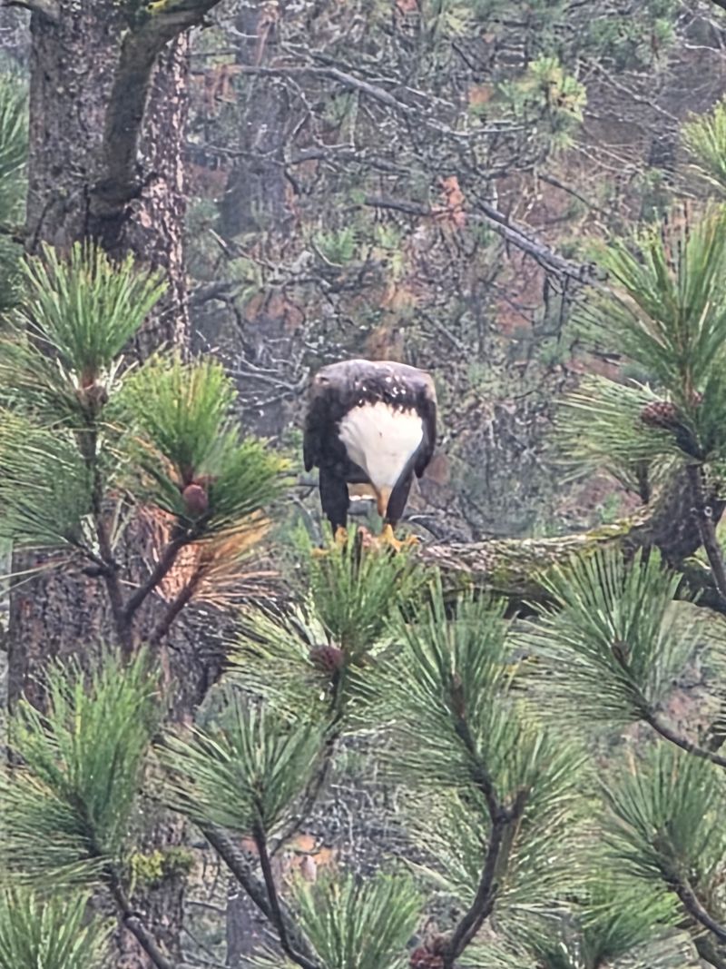 Good Manners Keep The Eagles Coming Back