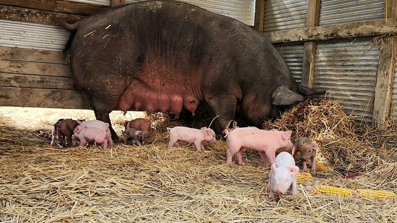 These 10 Kentucky Farms Raise Their Own Beef And Let You Take It Straight Home To Your Table - Decor Hint Cat Hollow Farm/Farmstore, Liberty Ky