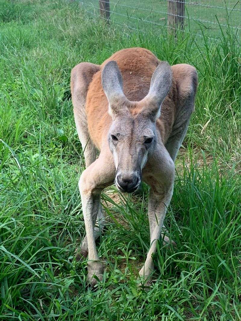 Meet Kangaroos, Sloths, Lemurs, Zebras And Other Exotic Rescues