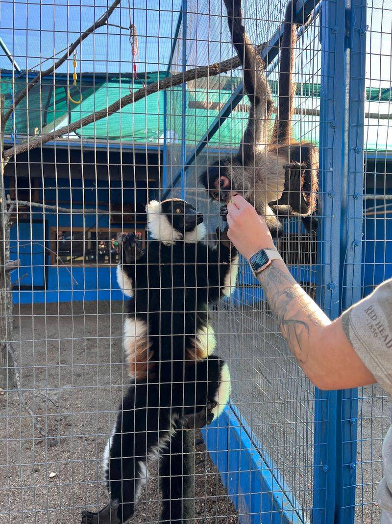 This Georgia Zoo Lets You Get Up Close With Sloths, Camels, And Exotic Animals - Decor Hint Guided Tour Or Wander On Your Own