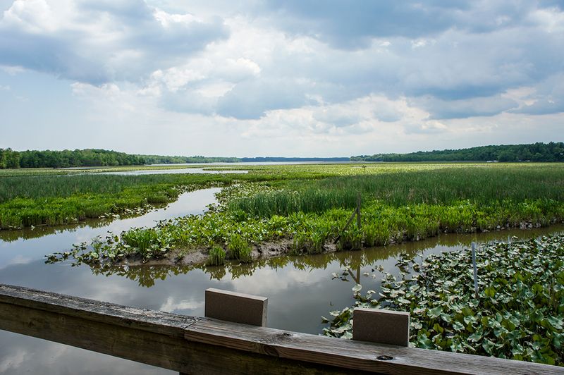 Nothing Beats A Hike Through This Peaceful 1,700-Acre Maryland Sanctuary - Decor Hint Birders, Bring Your Binoculars And Your Patience