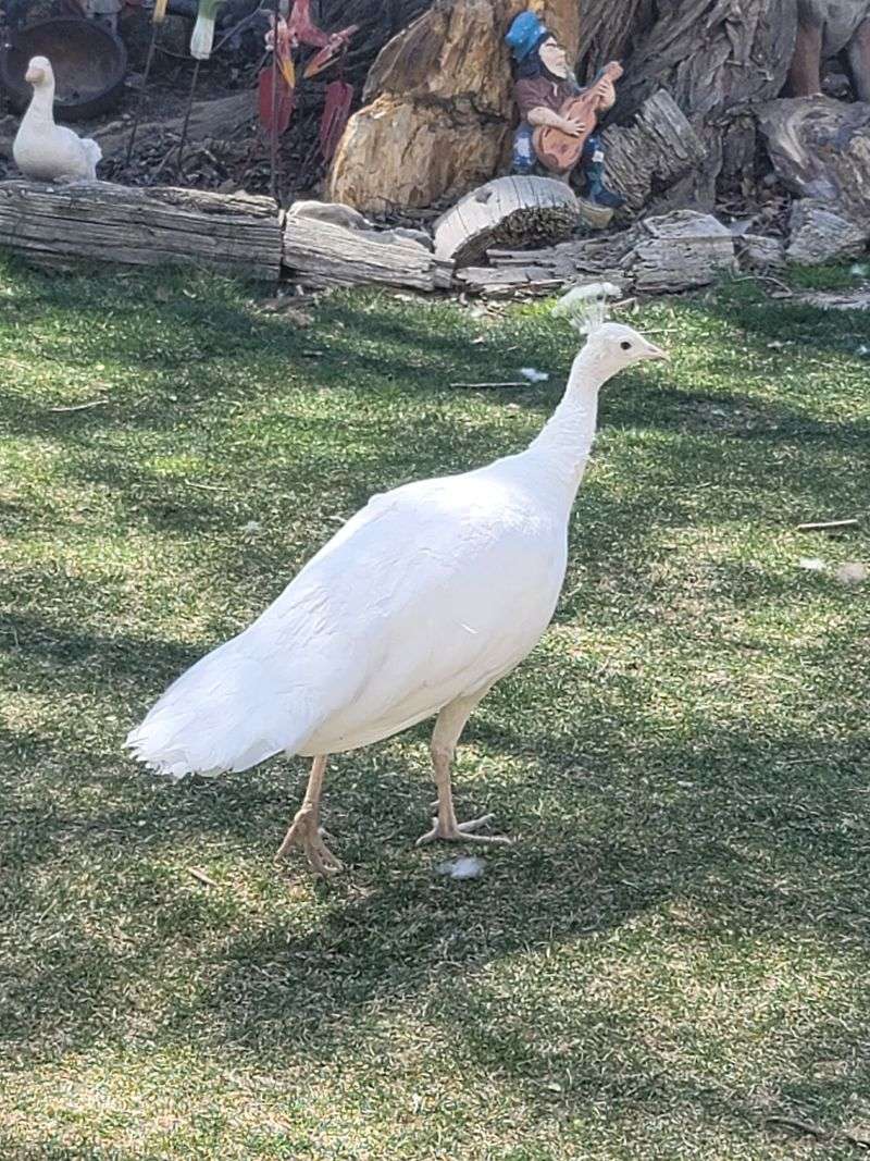 Who Will Love This Quirky Corner Of Idaho