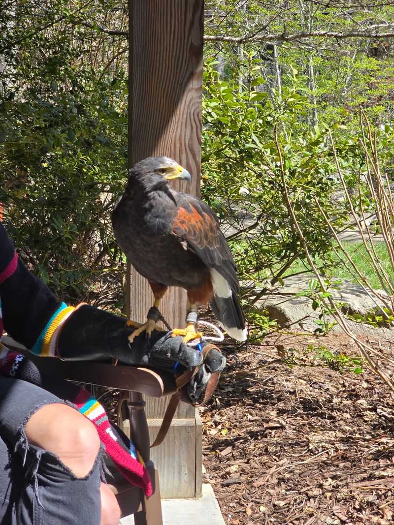 May Wildlife Rehabilitation Center