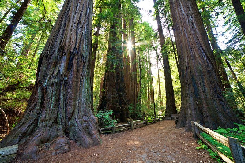 12 Budget-Friendly Day Trips From The California Bay Area That Feel Like A Mini Vacation For Under $65 - Decor Hint Henry Cowell Redwoods State Park, Felton