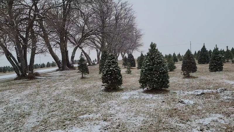 8 Nebraska Christmas Tree Farms Where You Saw Down A Tree Grown In Their Own Fields - Decor Hint Koelzer Farms