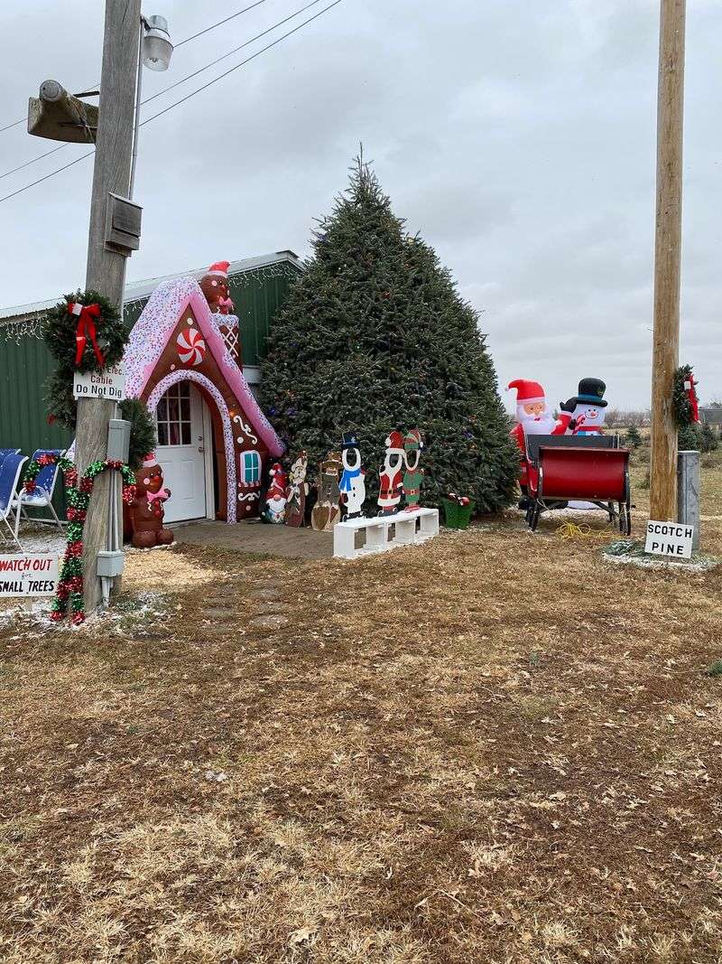 8 Nebraska Christmas Tree Farms Where You Saw Down A Tree Grown In Their Own Fields - Decor Hint Dougherty's Tree Farm & Craft Shop