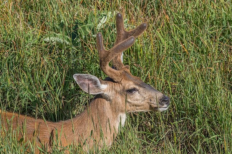 13 California Counties Where Deer Are On The Move During Fall Mating Season - Decor Hint Nevada County: Small Towns, Busy Deer