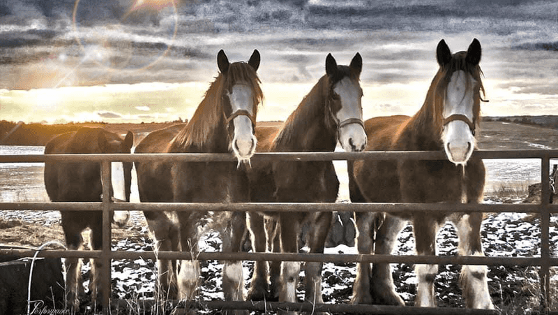 More Than 30 Clydesdales And Draft Horses Pull Wagons At This Working Nebraska Farm - Decor Hint Big Horses, Quiet Roads, And A Day Worth Remembering