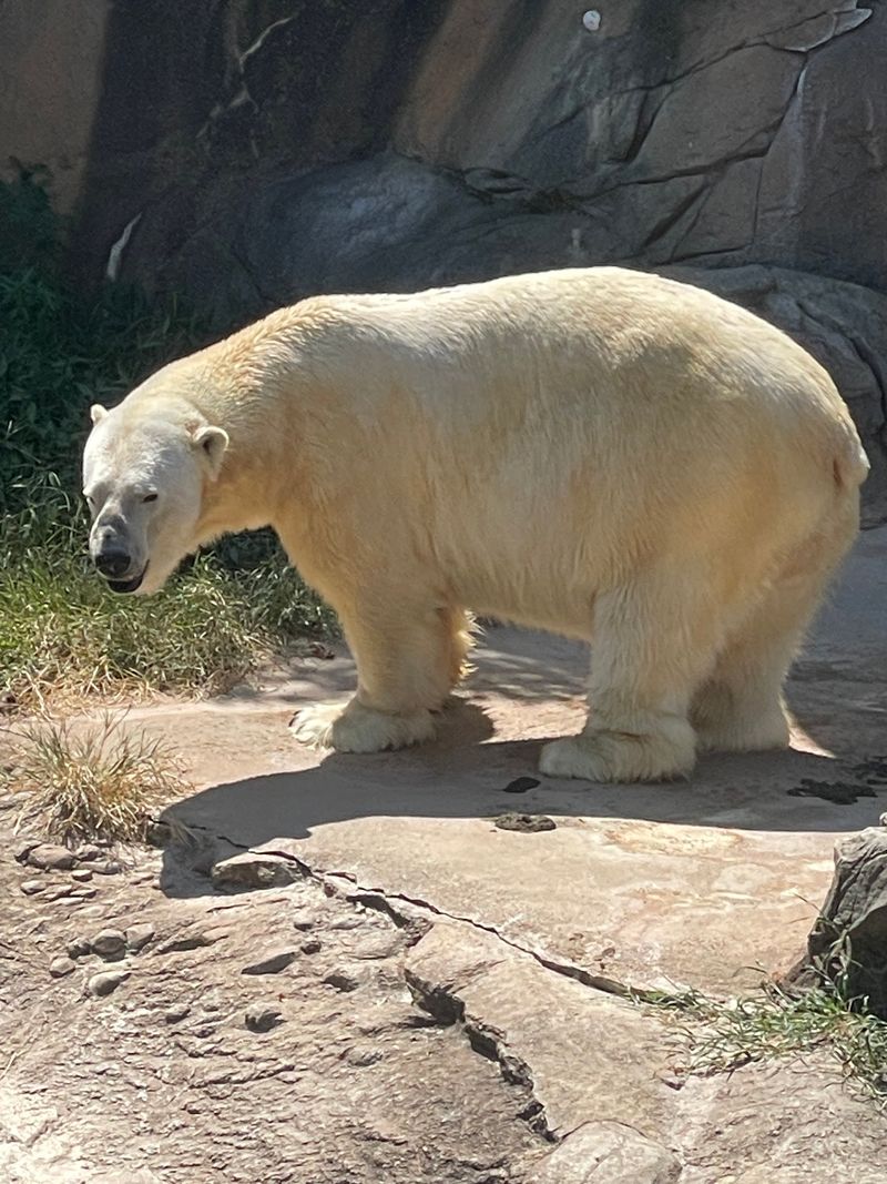 These 5,000 Pound Rhinos Can Run 30 MPH, And You Can See Them In North Carolina - Decor Hint Polar Bears And Red Wolves Steal The Other Half Of The Show