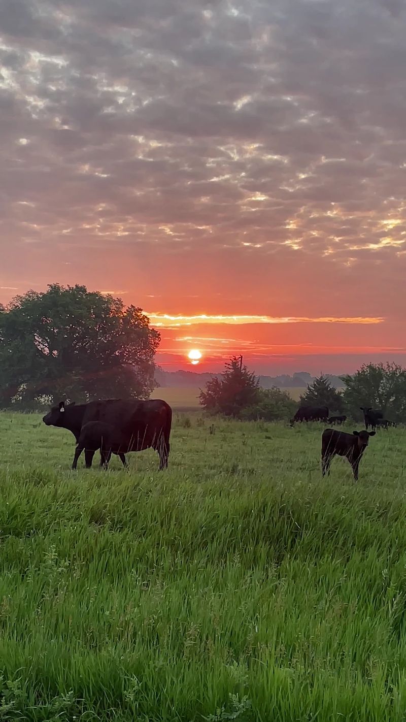 Who Will Love Buying Beef This Way