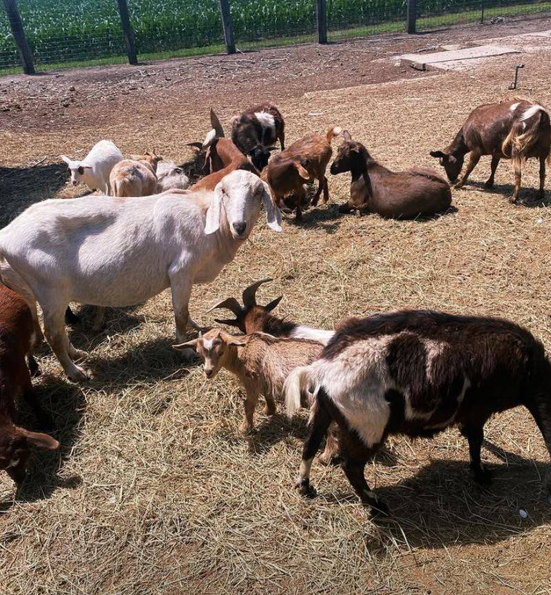 Why This Little Farm Deserves A Spot On Your List