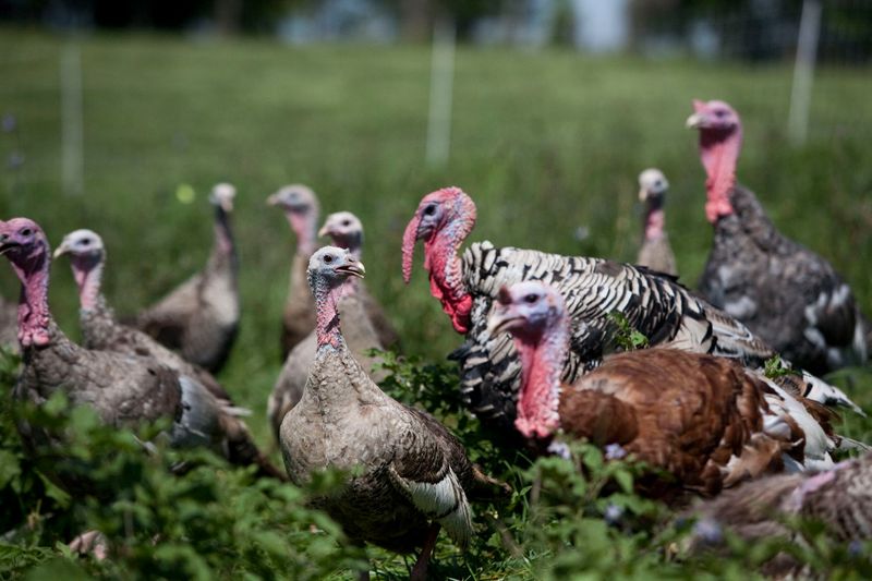 This Kentucky Farm Raises Heritage Turkeys You Can Order For Your Holiday Table - Decor Hint Swing By The Farm For Pickup On A Weekday