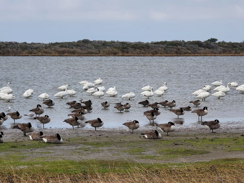 Pea Island National Wildlife Refuge