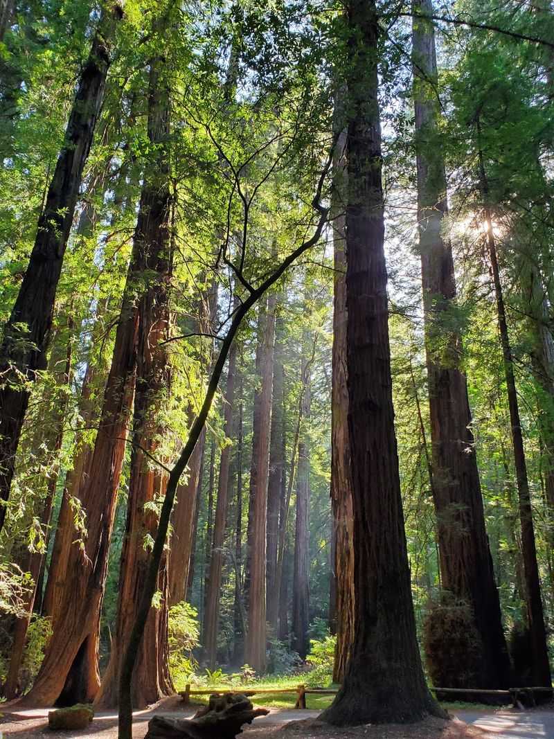 12 Budget-Friendly Day Trips From The California Bay Area That Feel Like A Mini Vacation For Under $65 - Decor Hint Armstrong Redwoods State Natural Reserve, Guerneville
