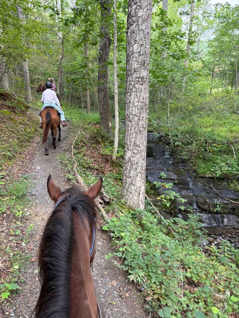 Wild Woods And Valley Adventures