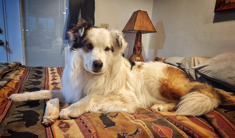 Adoptions That Aim For The Right Fit