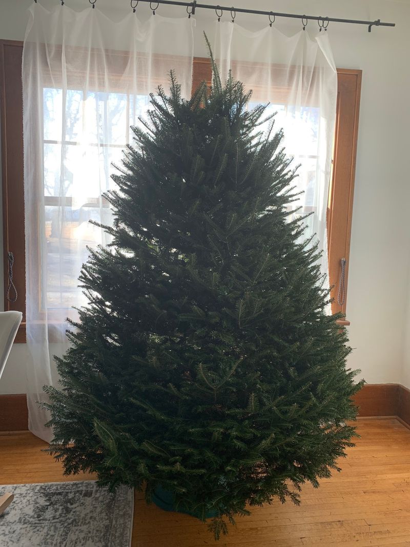 8 Nebraska Christmas Tree Farms Where You Saw Down A Tree Grown In Their Own Fields - Decor Hint Pine Patch Tree Farm