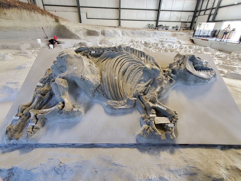 Curious Kids, Fossil Fans And Return Visitors