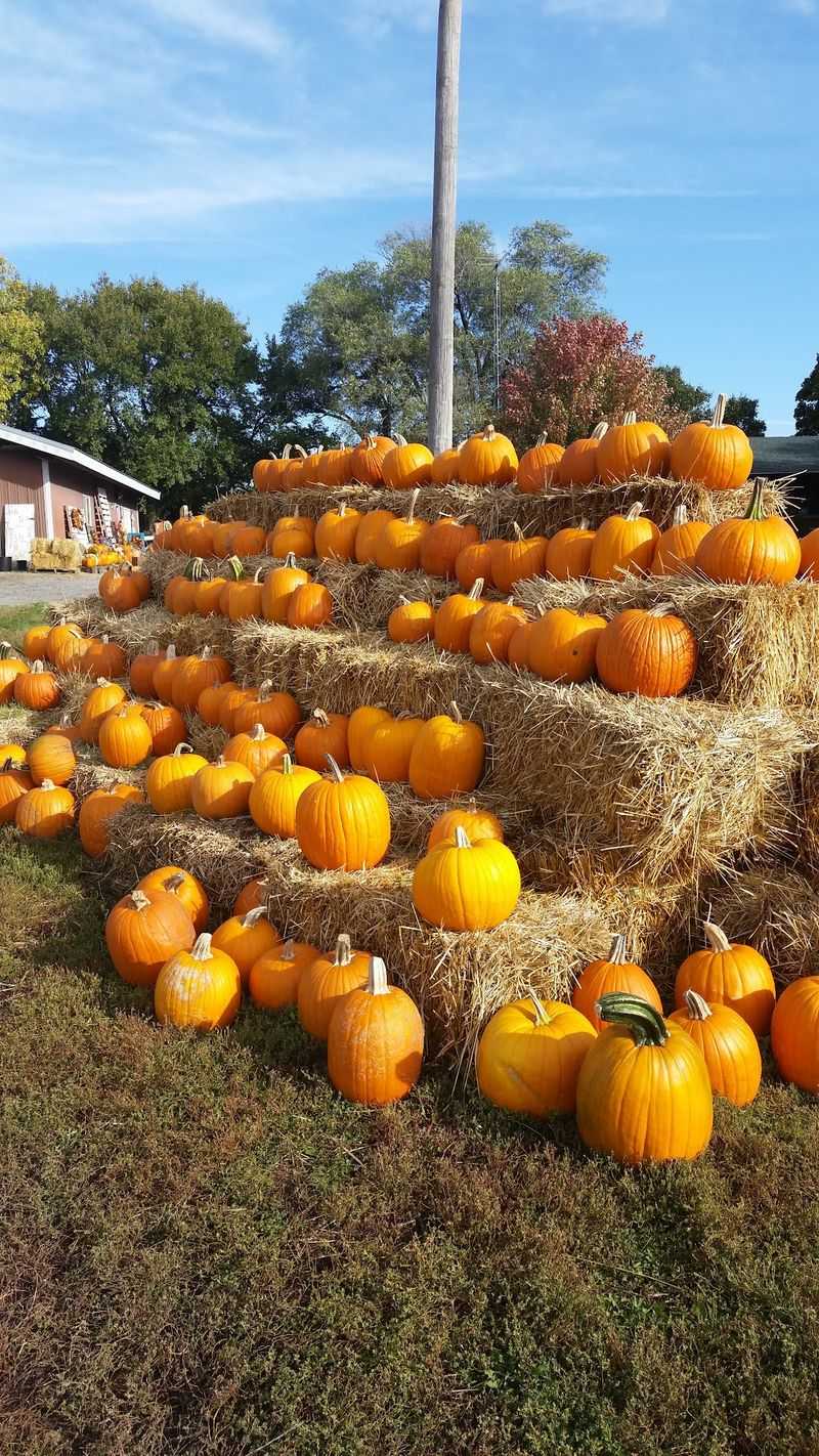8 Nebraska Christmas Tree Farms Where You Saw Down A Tree Grown In Their Own Fields - Decor Hint Pinecrest Tree Farm