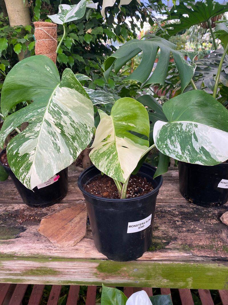 A Collector's Corner for Rare Houseplants