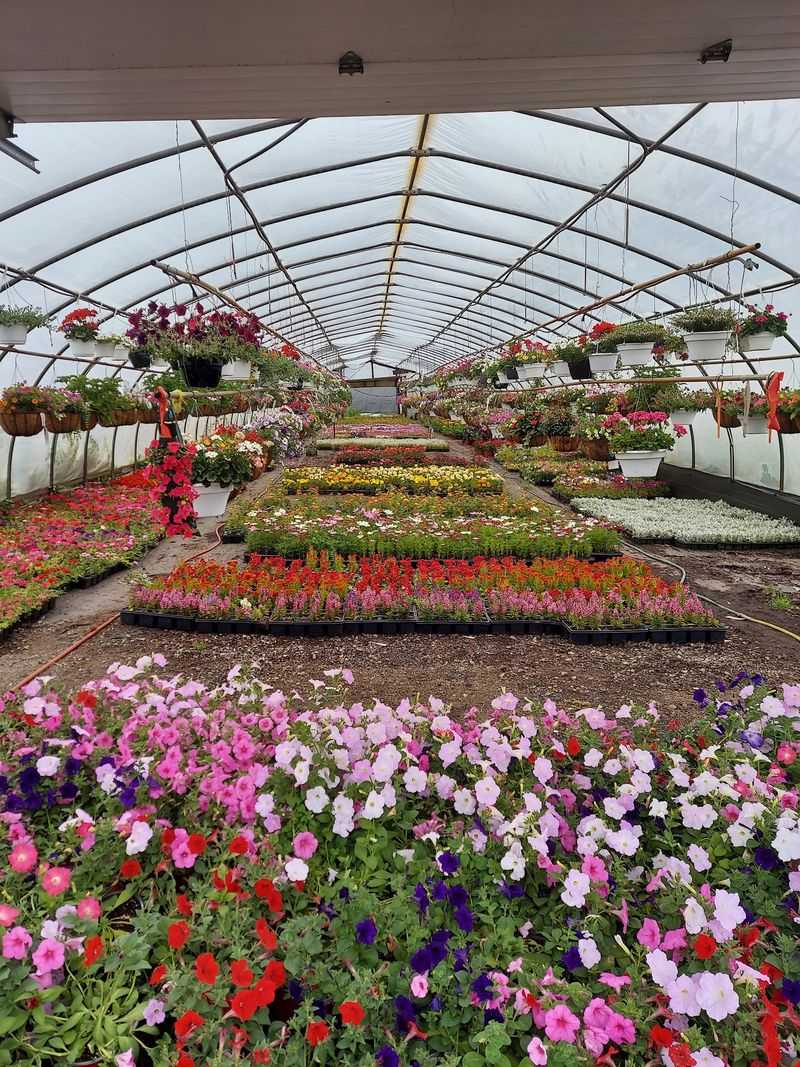 Greenhouse After Greenhouse To Wander
