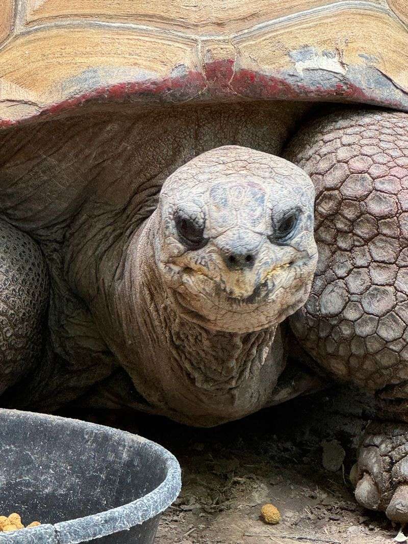 This Idaho Zoo Lets You See The State's Wildest Animals Up Close - Decor Hint A Laughing Bird and Slow Tortoises