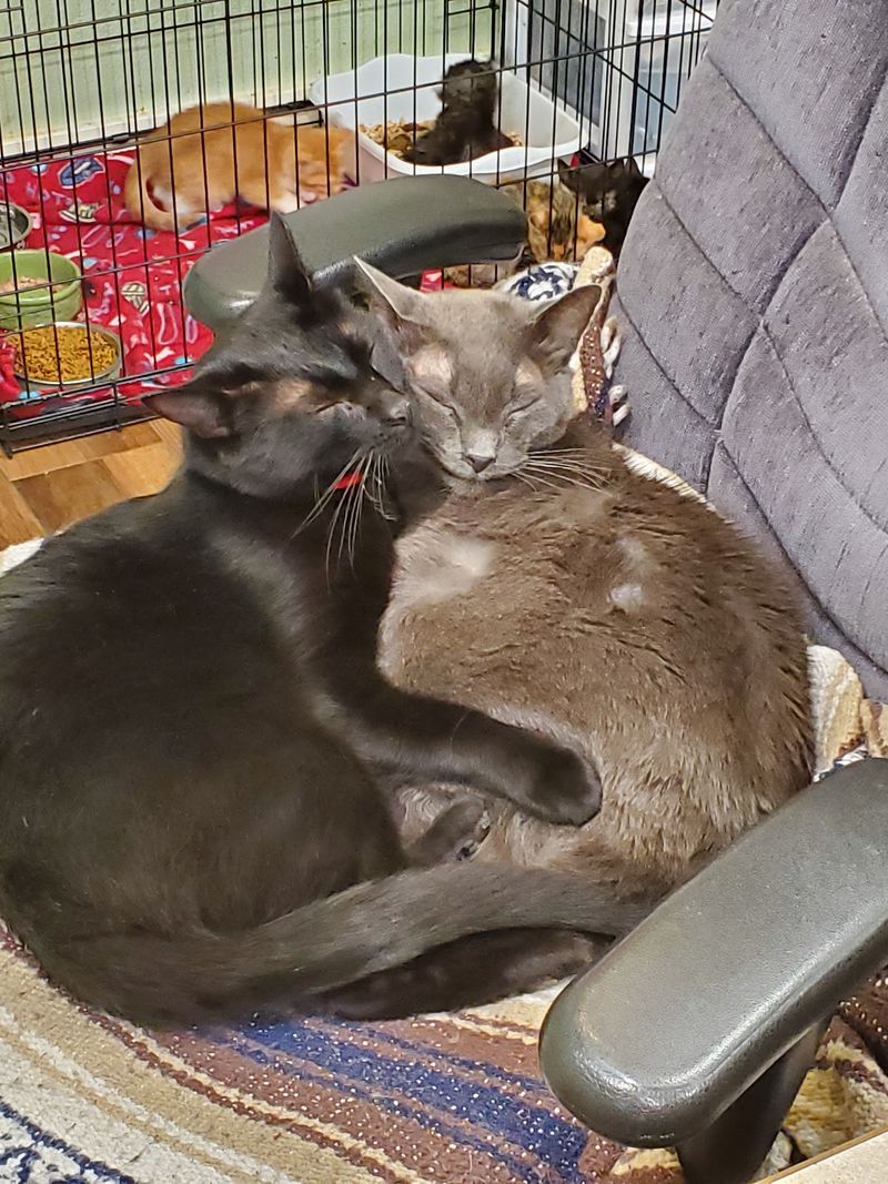 Matchmakers Who Know Their Cats By Heart