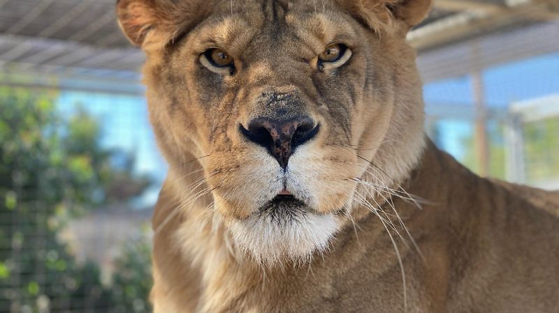Forever Wild Exotic Animal Sanctuary, Phelan
