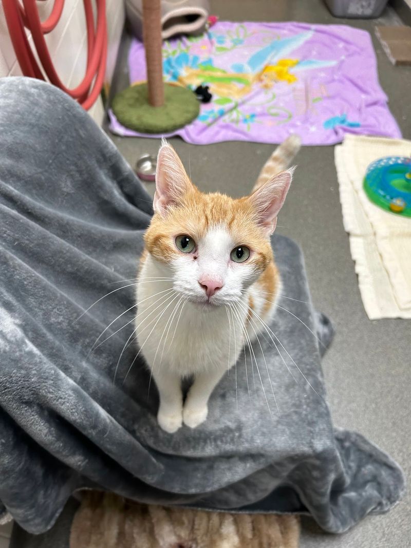 Connecticut Humane Society, Newington