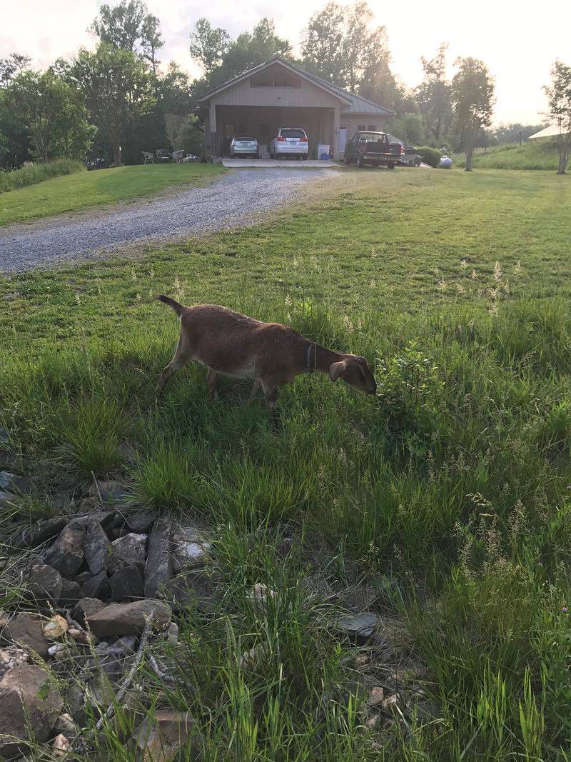This North Carolina Goat Dairy Produces Some Of The Creamiest Goat Cheese In The State - Decor Hint Some Of The Milk Travels About 20 Miles From Nearby Family Farms