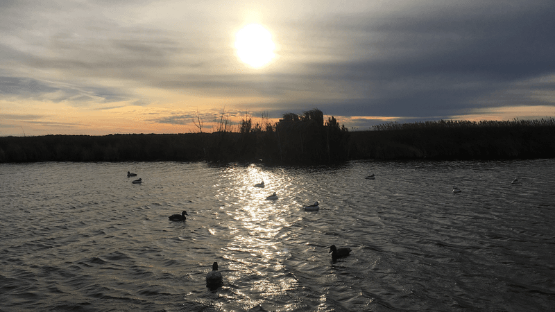Miss October And A December Encore Gives Wildlife Fans Another Chance