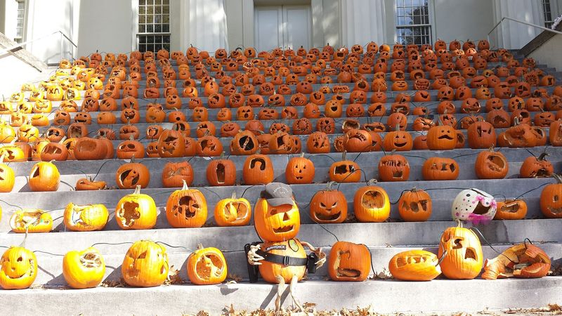 Where The Pumpkins Go After Halloween