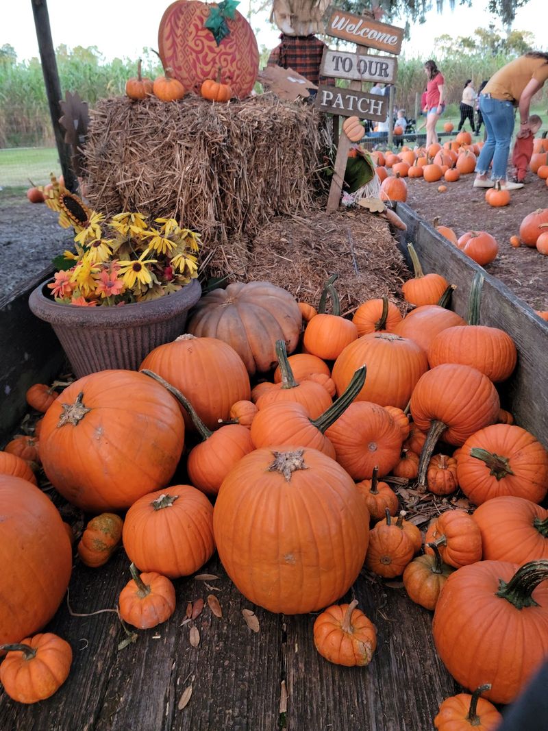 Paw-Paw's Vittles and That Homemade Pumpkin Pie