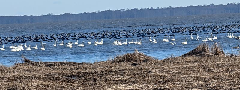 Lake Mattamuskeet