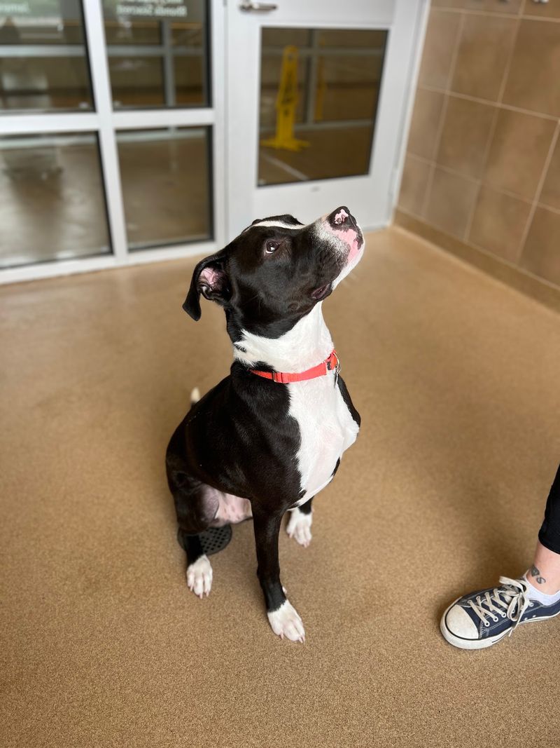 Vet Checks, Microchips And A Clean Bill Of Health