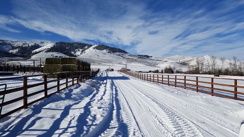 Bison Graze The Pastures At Blackhorn Bison Ranch In Lemhi, Idaho - Decor Hint Before You Point The Truck South