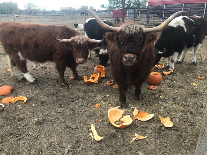 Volunteers And Donations Keep Every Feed Bucket Full