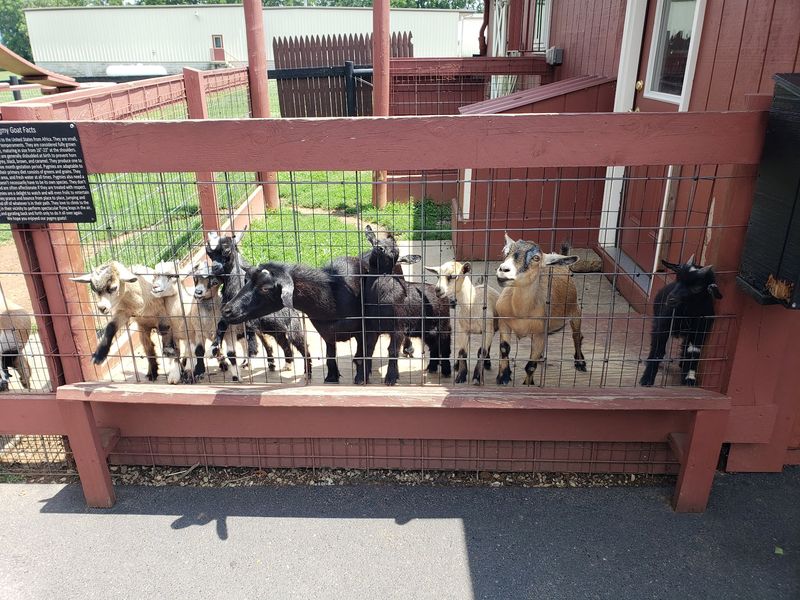 Buggy Rides and a Few Furry Friends