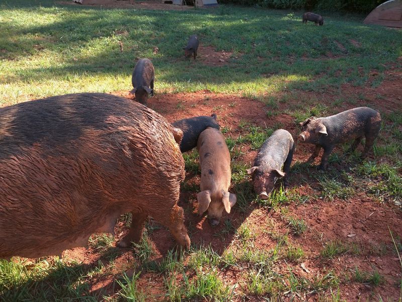Cane Creek Farm