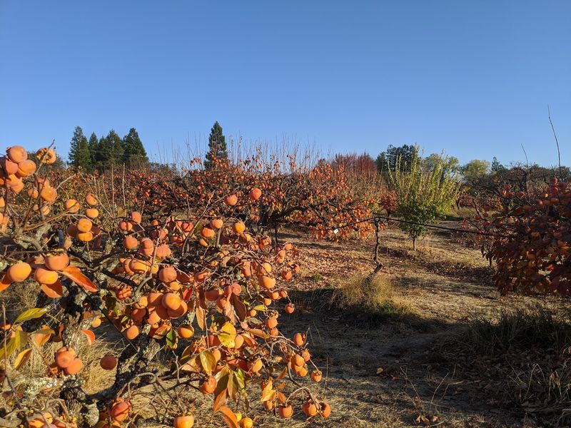 Otow Orchard, Granite Bay