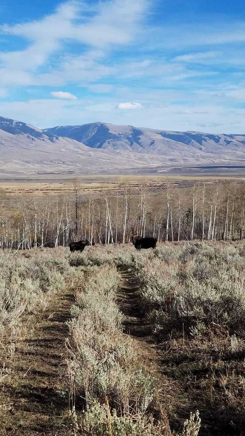 Bison Graze The Pastures At Blackhorn Bison Ranch In Lemhi, Idaho - Decor Hint Miles Of Trails Among The Herd