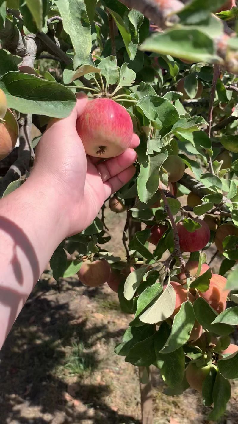 Vote for an Apple That Gets Planted