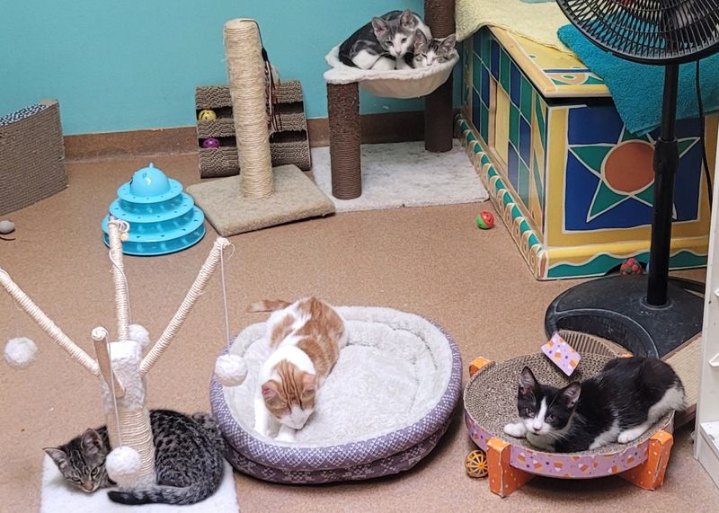 PAWS, Norwalk