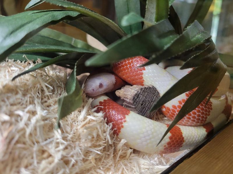 You Can Watch Experts Collect Snake Venom At This Kentucky Zoo With One Of The Biggest Venomous Snake Collections In The World - Decor Hint Check The Calendar Before You Load Up The Car