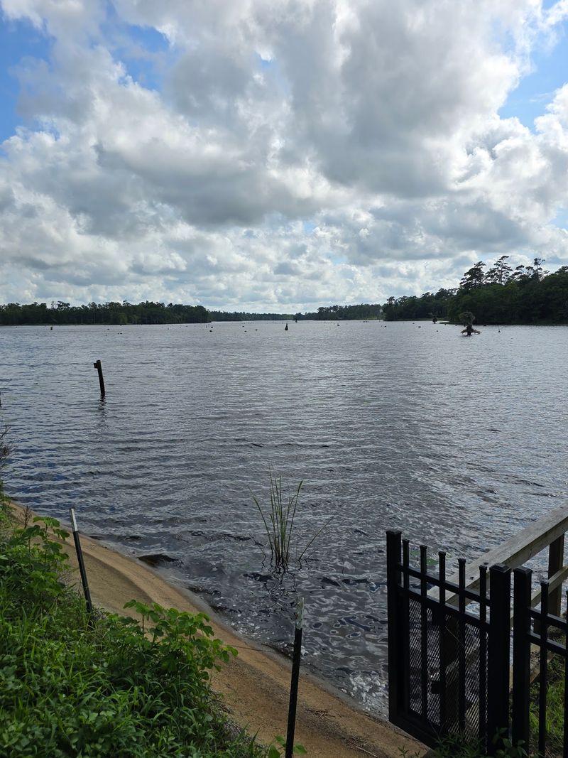 This Hidden North Carolina Pond Is Crawling With Alligators, And It’s Scarier Than You Think - Decor Hint Pair A Roadside Look With Nearby Cape Fear History Instead Of Trespassing