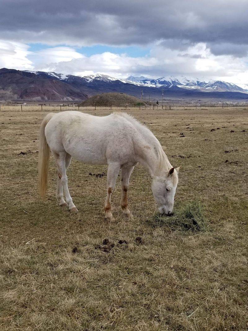 A No-Kill Rescue Right Off US-93