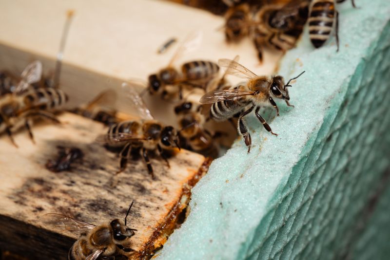 Most Of These Bees Live Alone, And That Surprises People