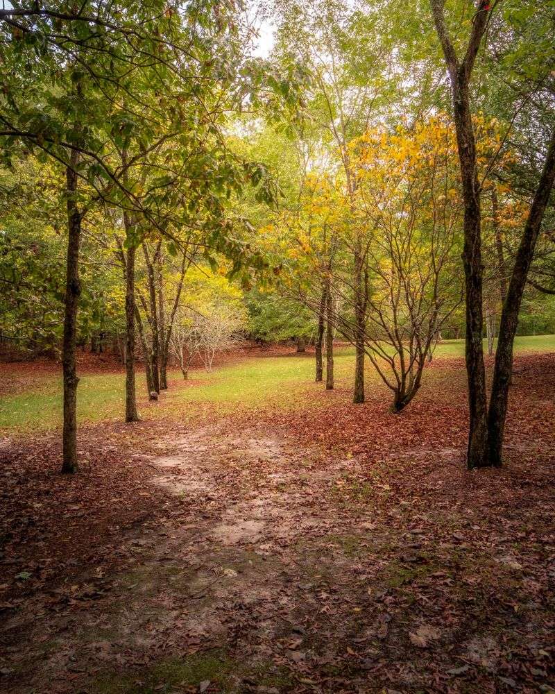 Trees That Hold Their Ground