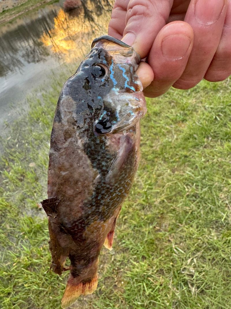 9 Secret Kentucky Fish Markets Where Locals Stock Up On Fresh Seafood For Dinner - Decor Hint Crystal Bridge Fish Farm